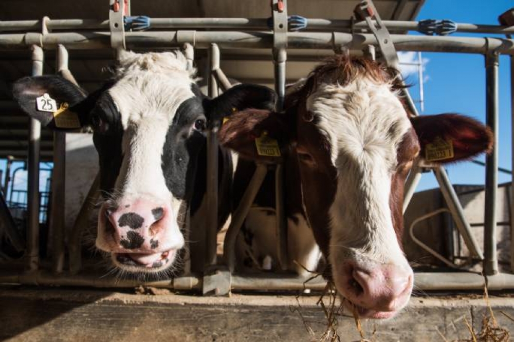 EC approves €2.5m Maltese direct grant scheme to support animal farmers